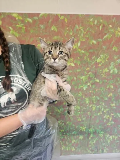 A young small-sized female Domestic Short Hair cat named Rose for adoption in San Antonio, TX