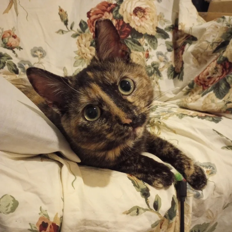 A young medium-sized female Tortoiseshell cat named Daisy for adoption in Nashville, TN