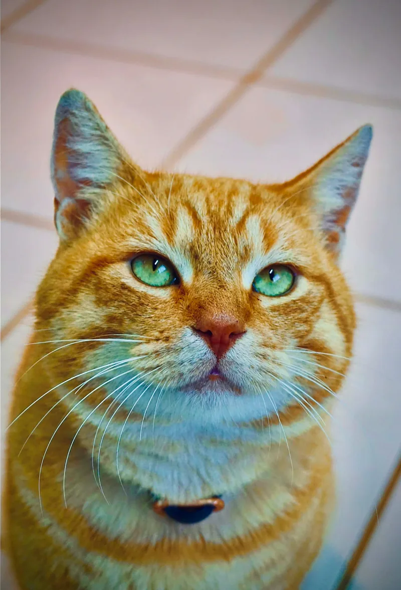 An adult large-sized male Tabby (Orange / Red) Domestic Short Hair cat named Big Boy Bobby for adoption in San Diego, CA