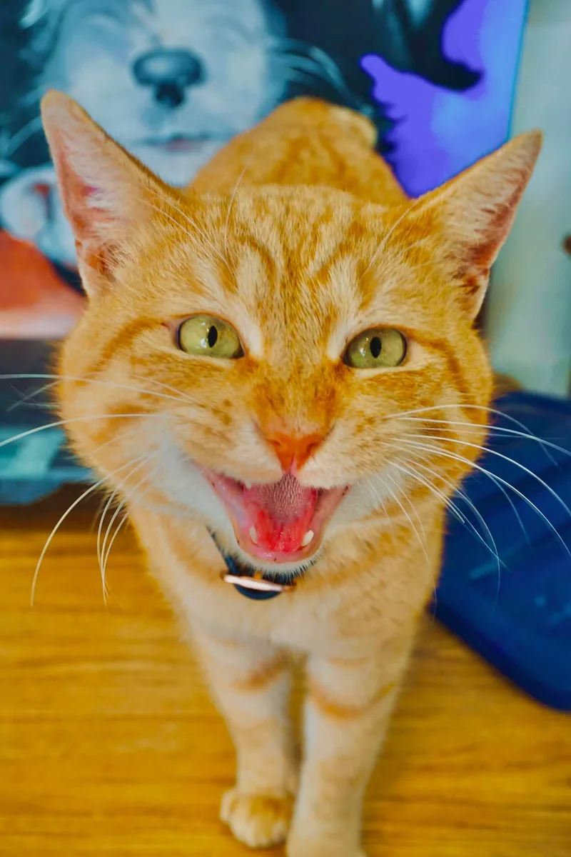 Big Boy Bobby thumbnail 2