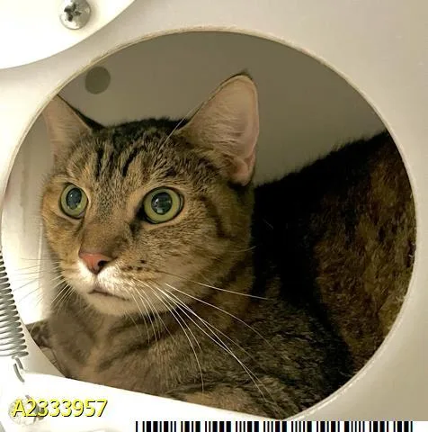 A senior medium-sized female Domestic Short Hair cat named Lil Emma for adoption in West Palm Beach, FL