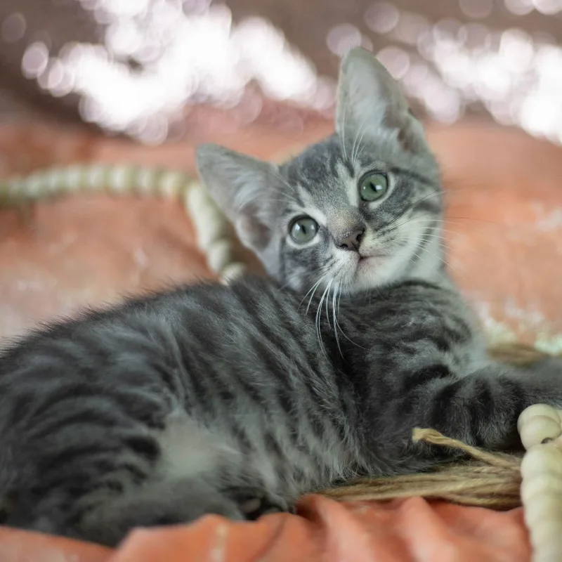 A baby small-sized male Gray / Blue / Silver Domestic Short Hair cat named Cayden for adoption in Brownsboro, AL