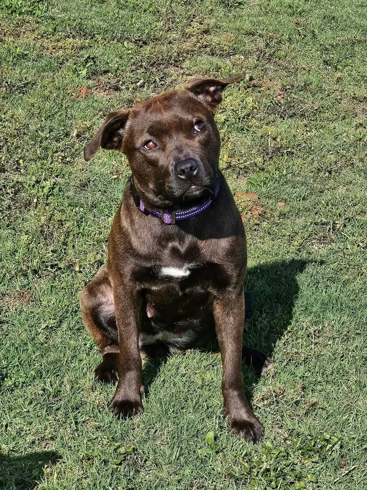 A baby medium-sized female Brindle Pit Bull Terrier dog named Sora for adoption in Shawnee, OK