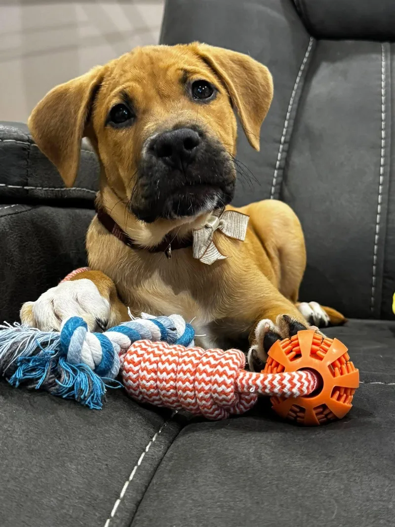 A baby medium-sized male American Staffordshire Terrier dog named Bingo for adoption in Salem, NH