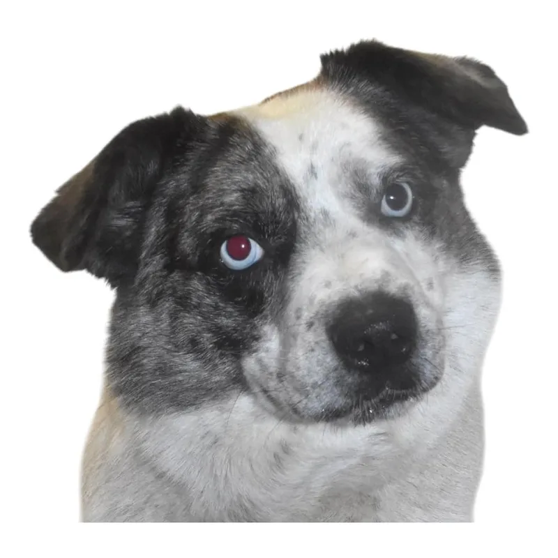An adult large-sized male Australian Cattle Dog / Blue Heeler dog named Buddie for adoption in Springfield, OH