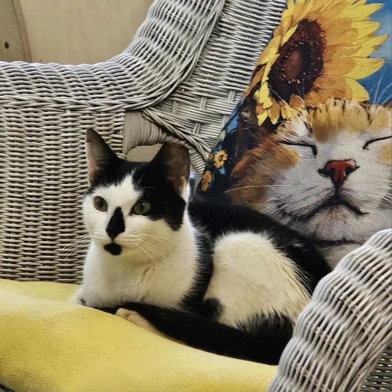 A young medium-sized female White Domestic Short Hair cat named Jackson for adoption in Wantagh, NY