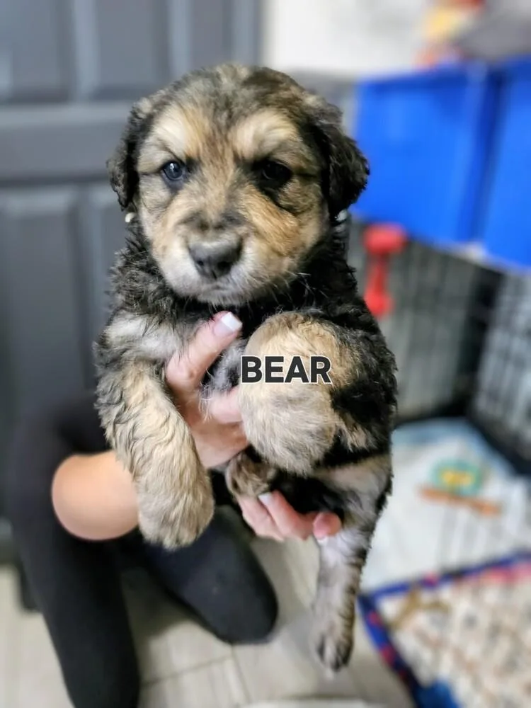 A baby medium-sized male Brown / Chocolate Shepherd dog named Bear for adoption in Evergreen, CO