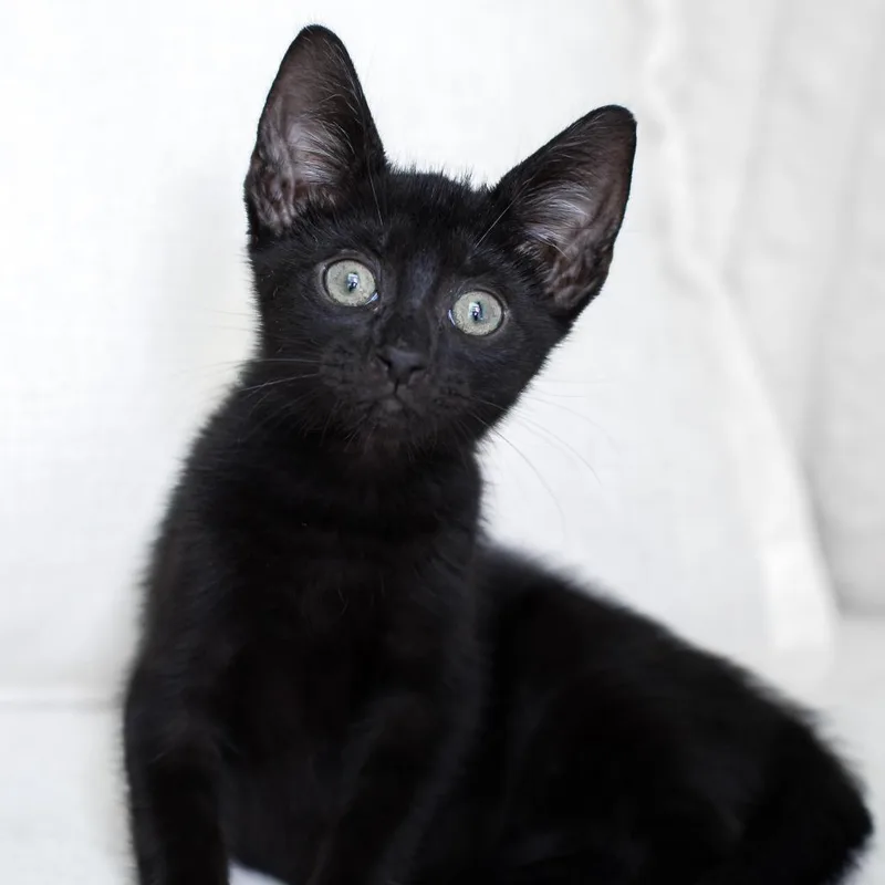 A baby small-sized male Black Domestic Short Hair cat named Freddy for adoption in Parkland, FL