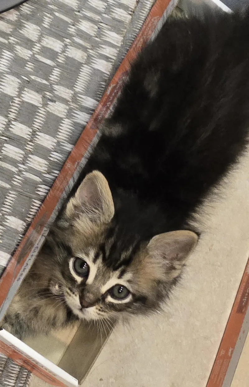A baby small-sized male Tabby (Brown / Chocolate) Tabby cat named Bright eyes for adoption in Redondo Beach, CA