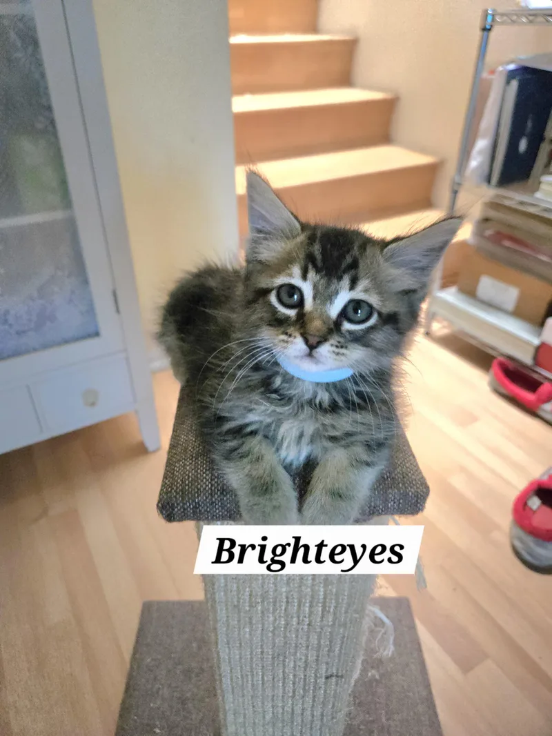 Bright eyes thumbnail 2