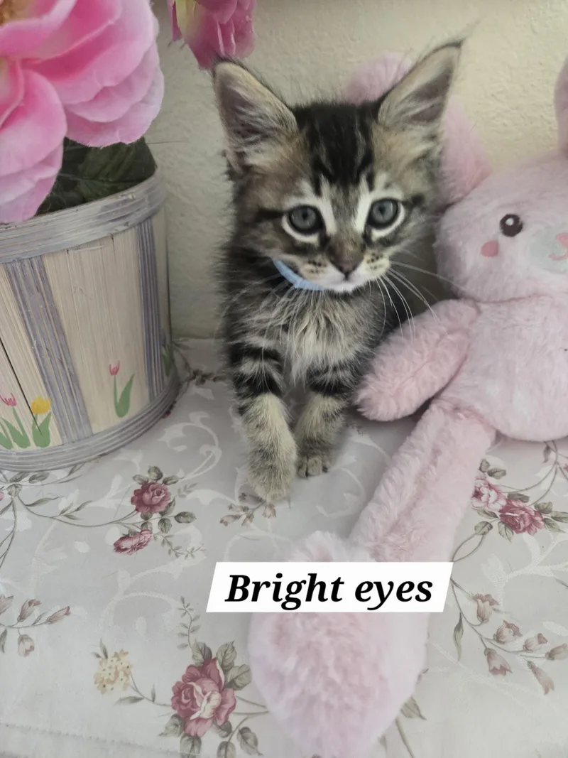 Bright eyes thumbnail 3