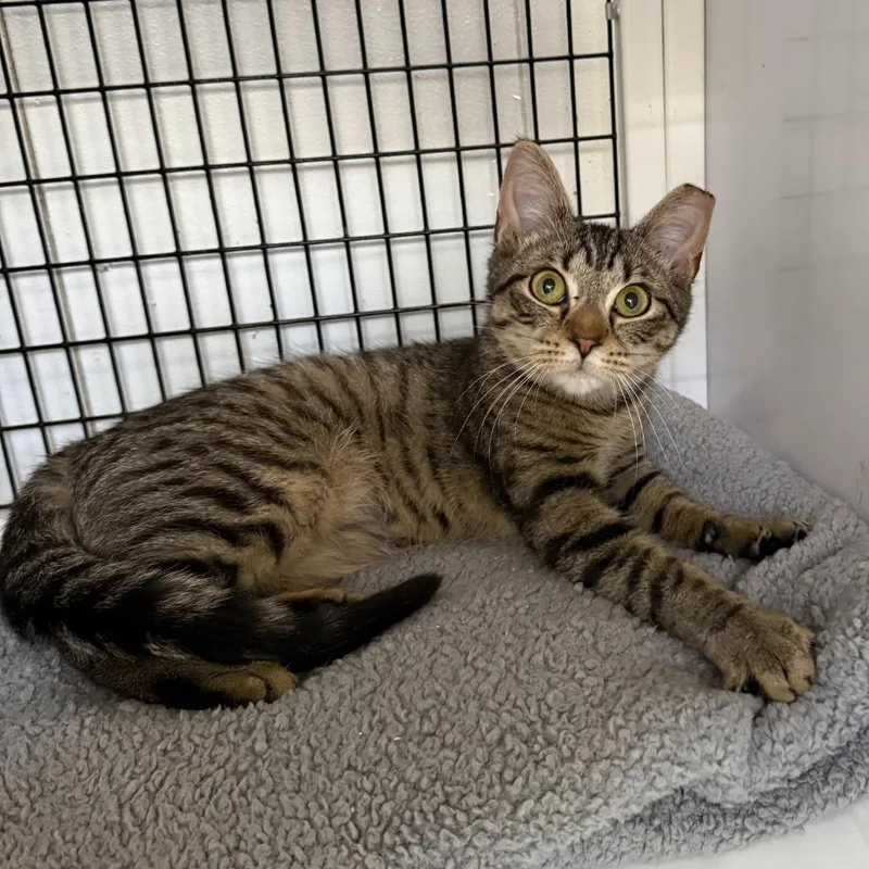A young medium-sized female Domestic Short Hair cat named Malibu for adoption in Ewing, NJ