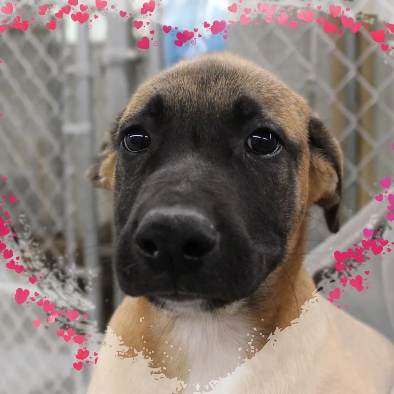 A baby medium-sized male Yellow / Tan / Blond / Fawn Mixed Breed dog named Davy for adoption in Amelia, OH