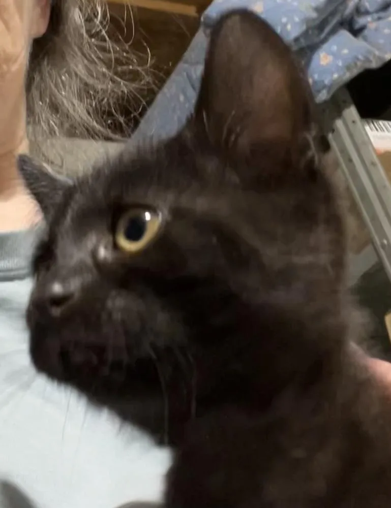A baby medium-sized female Black Domestic Short Hair cat named Alana for adoption in Franklin, WV