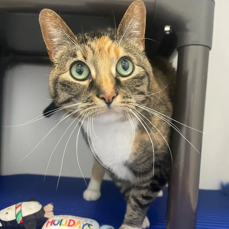 An adult large-sized female Calico Domestic Short Hair cat named Gelato C for adoption in Princeton, MN