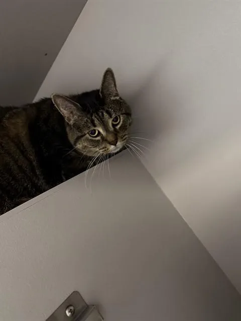 An adult medium-sized female Domestic Short Hair cat named Lucy for adoption in Kalamazoo, MI