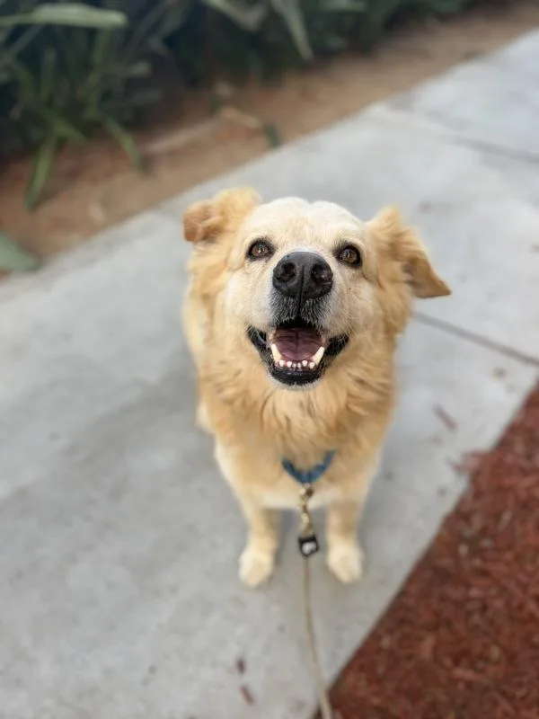 An adult large-sized male Golden Retriever dog named Lolo for adoption in San Diego, CA