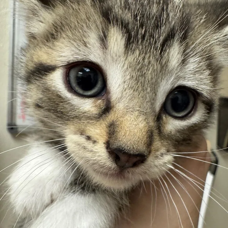A baby small-sized male Black Domestic Short Hair cat named Sprinkles for adoption in Pekin, IL