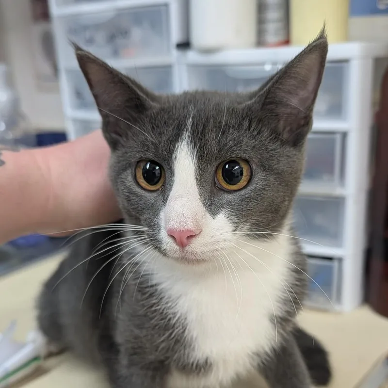 A young small-sized female Domestic Short Hair cat named Izzy for adoption in Ardmore, OK