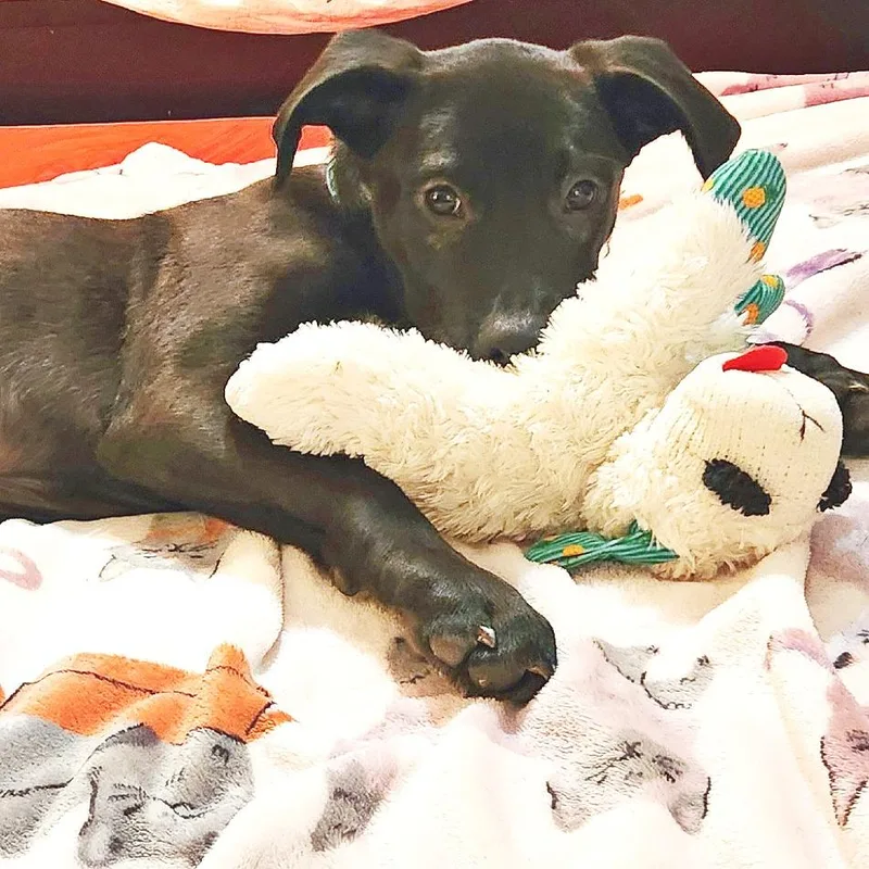 A baby small-sized male Black Labrador Retriever dog named Angus for adoption in Flower Mound, TX