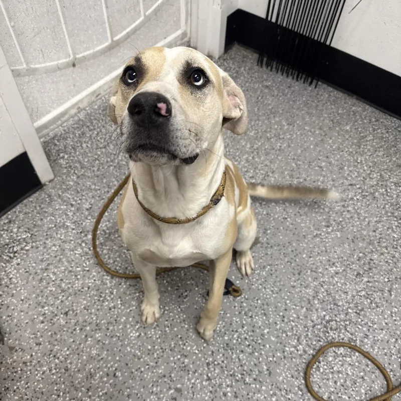 A young medium-sized female White / Cream Catahoula Leopard Dog dog named Latte for adoption in Henderson, NV