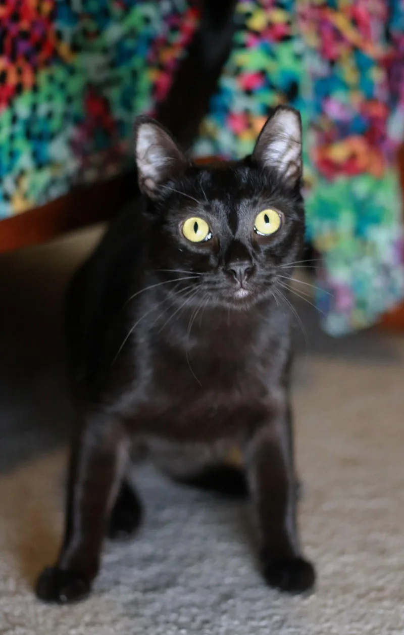 Licorice