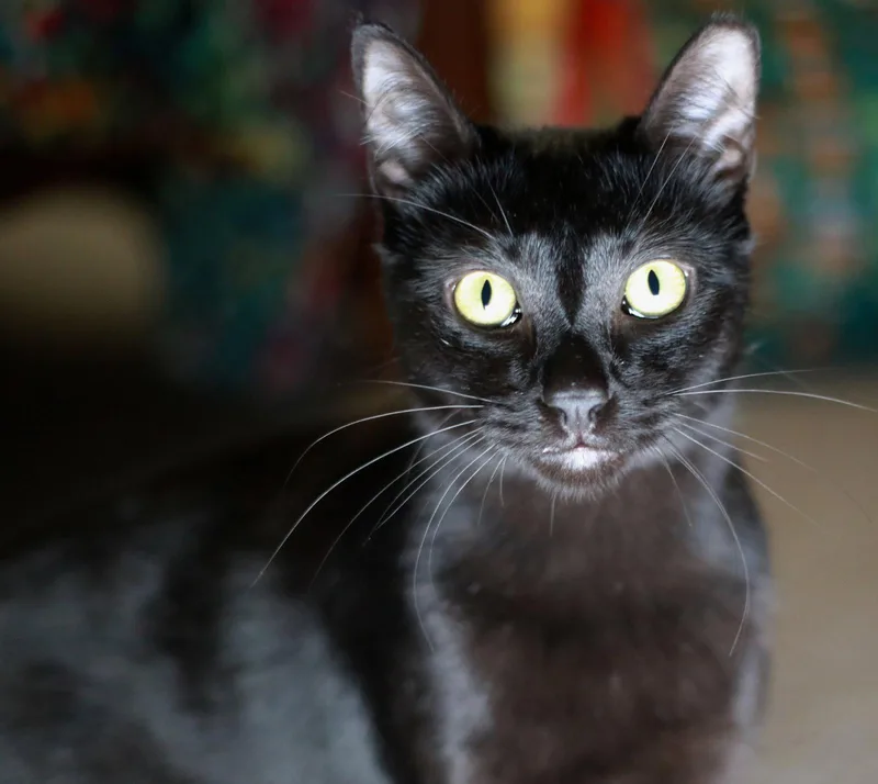 Licorice thumbnail 2