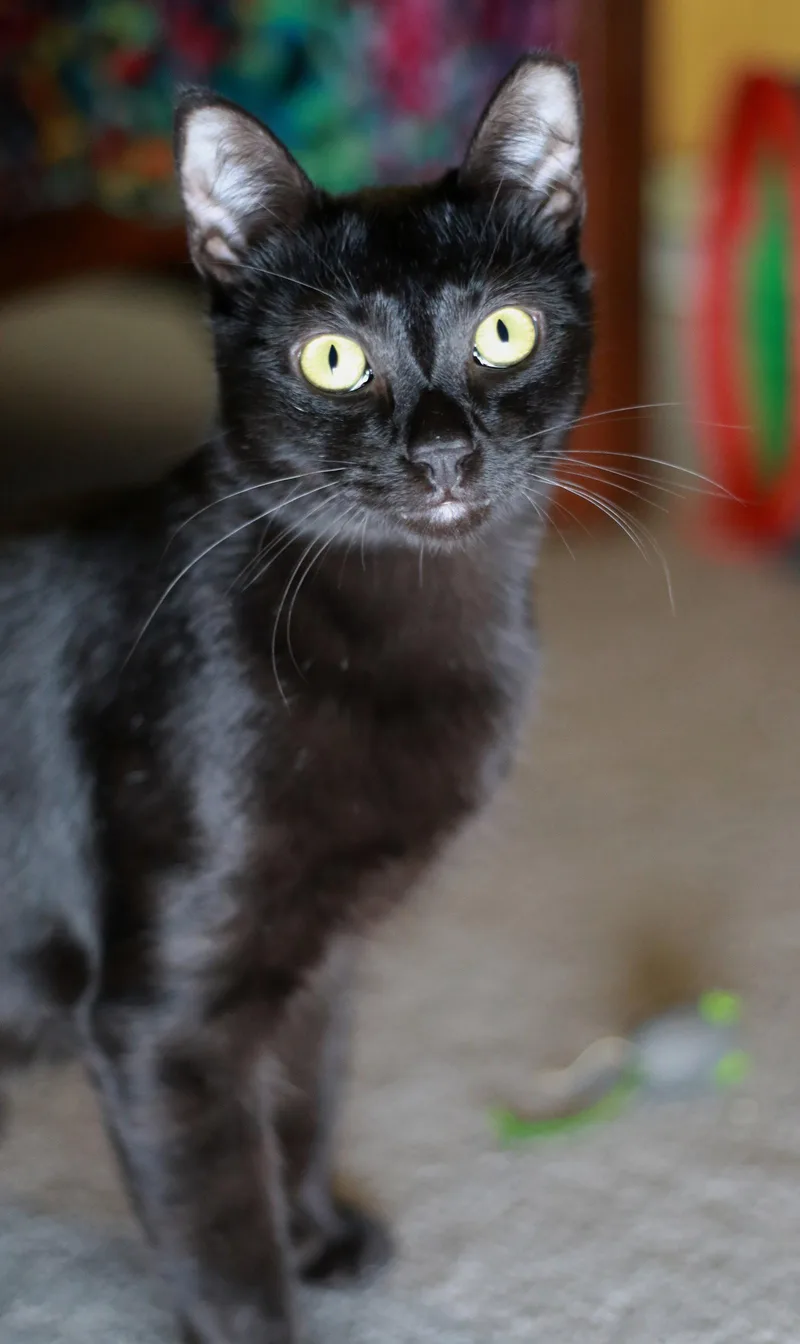 Licorice thumbnail 3
