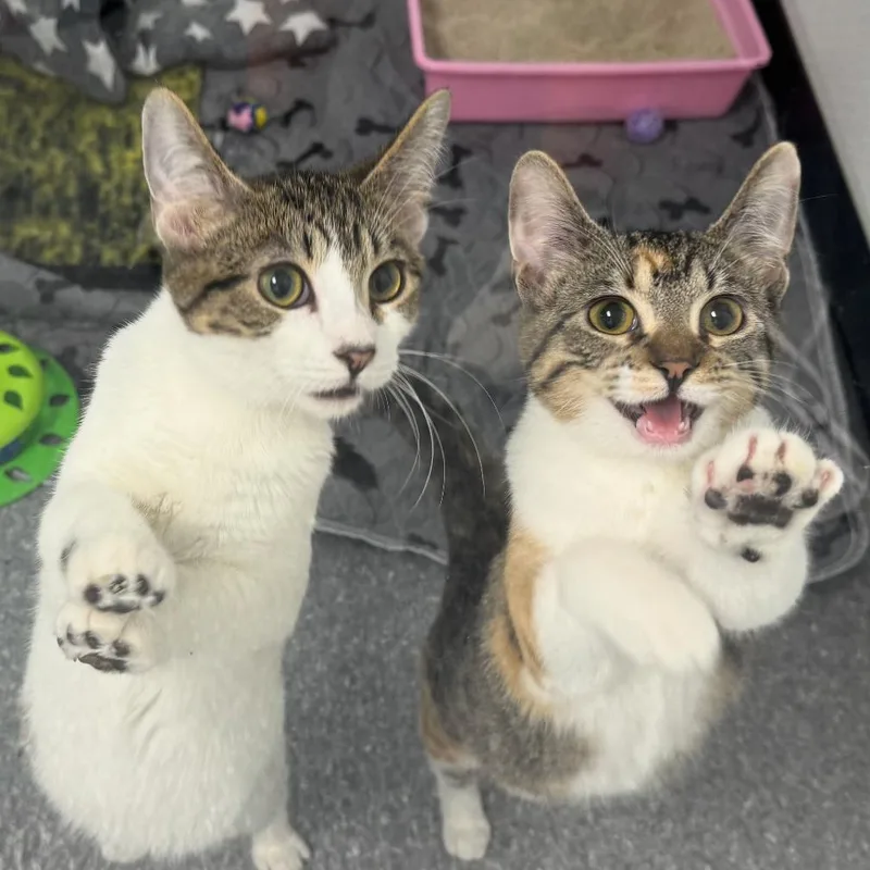 Star Lord thumbnail 2