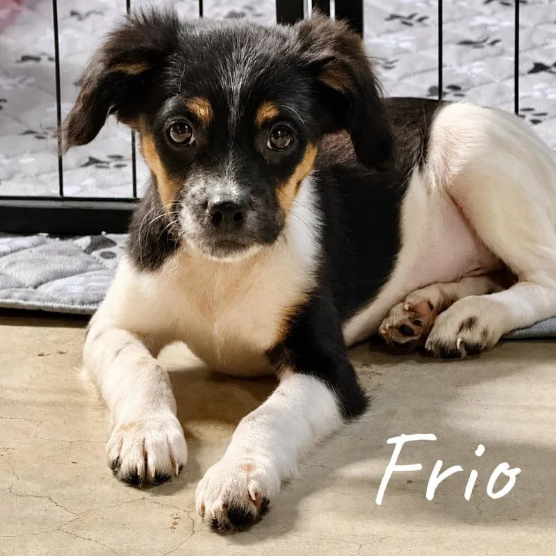 Frio thumbnail 3