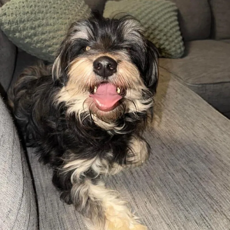 An adult small-sized male Black Schnauzer dog named Theo for adoption in Springfield, MO