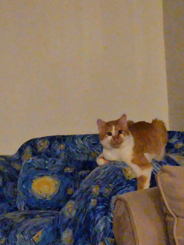 An adult medium-sized male Orange & White Domestic Short Hair cat named Sampson R for adoption in Cary, NC