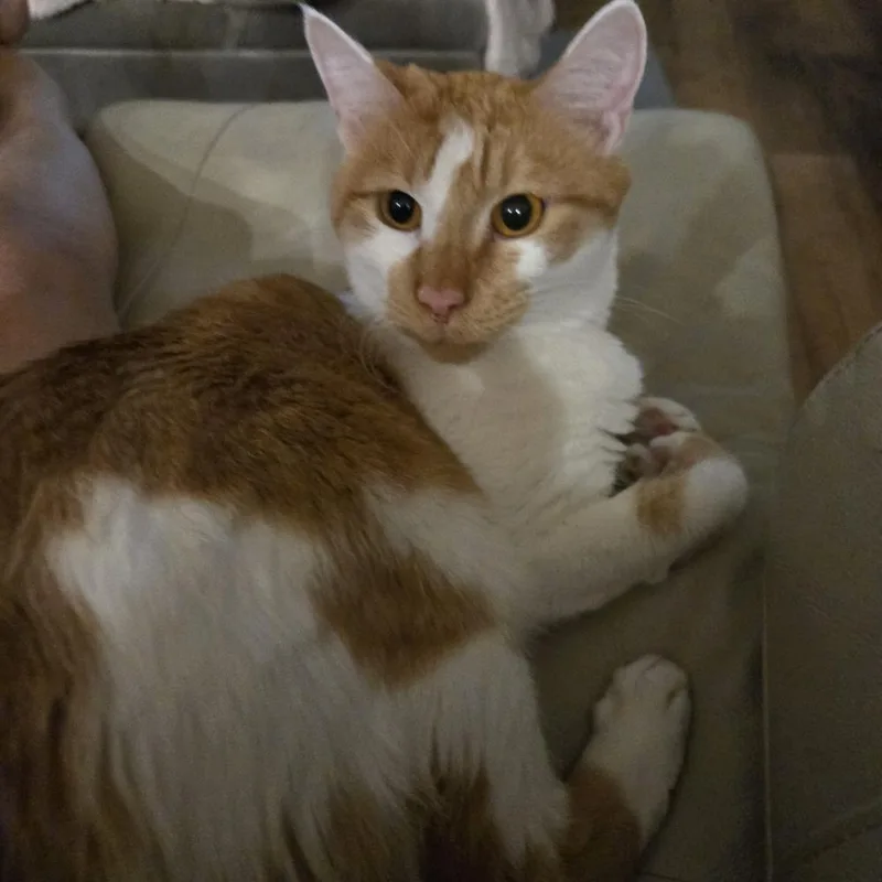 Sampson R thumbnail 4