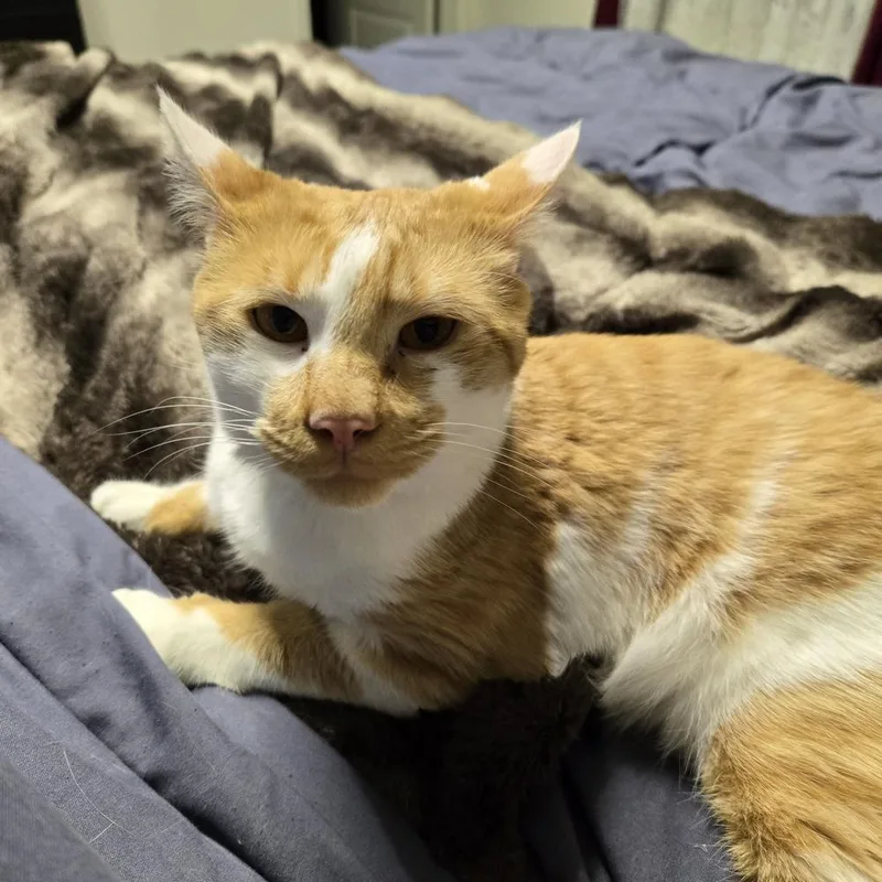 Sampson R thumbnail 6