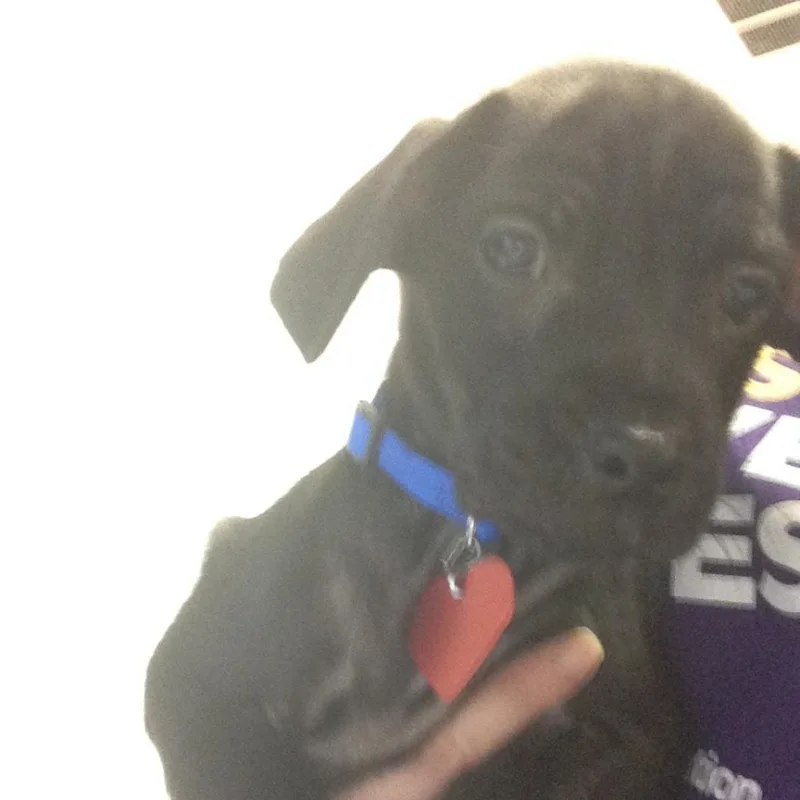 Shadowheart thumbnail 2