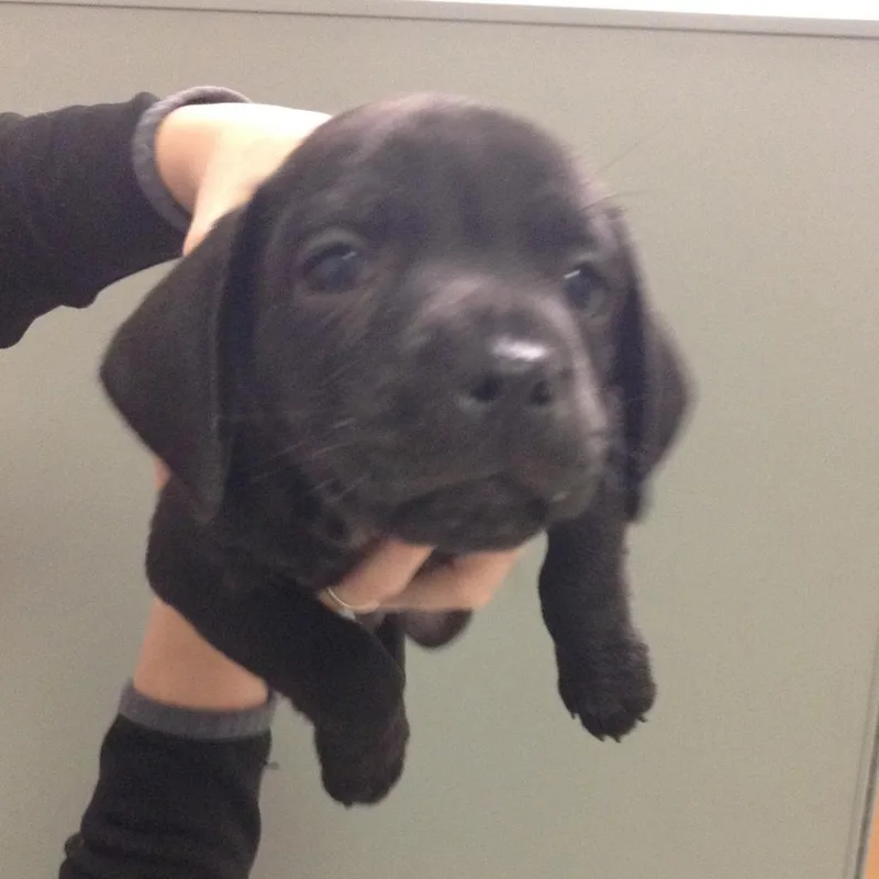 Shadowheart thumbnail 3