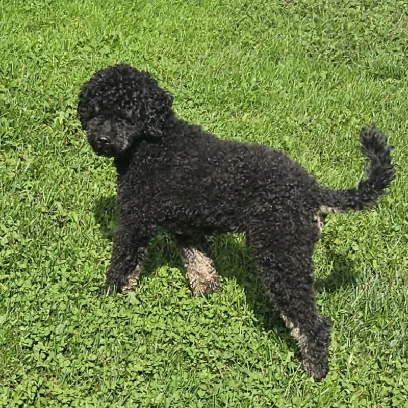 Pepper thumbnail 2