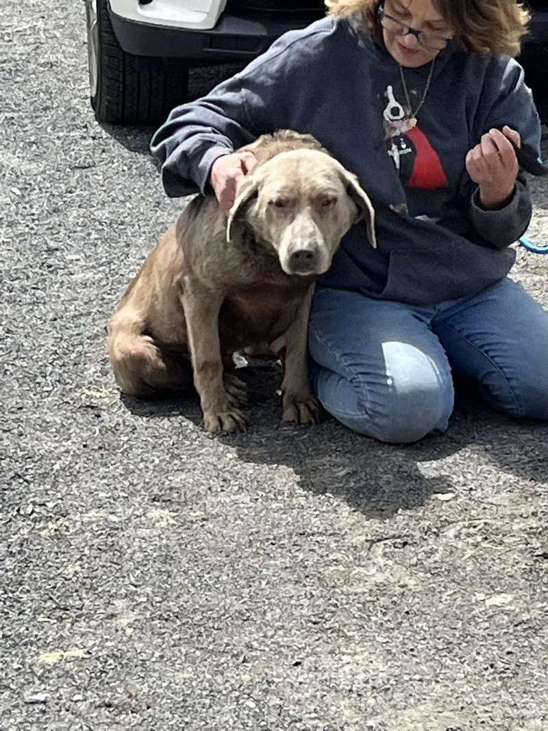 An adult large-sized female Labrador Retriever dog named Lainey for adoption in Havertown, PA