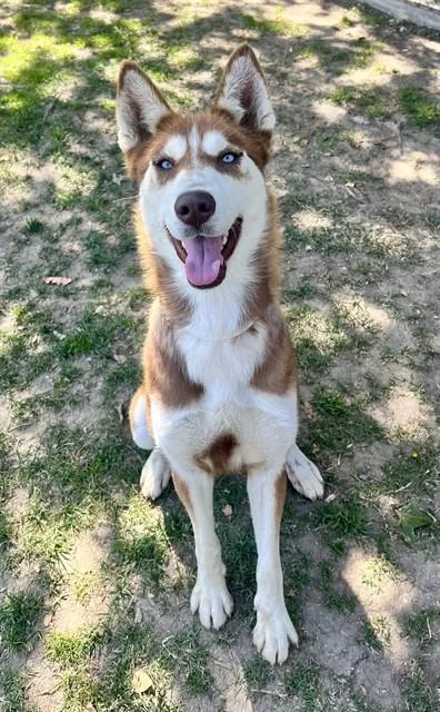 A young medium-sized female Siberian Husky dog named Crimson for adoption in Riverside, CA
