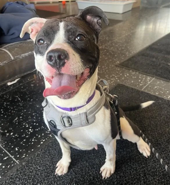 An adult medium-sized female Pit Bull Terrier dog named Isabella for adoption in Boston, MA