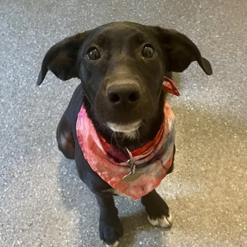 A baby medium-sized female Black Great Dane dog named Weezer for adoption in Metamora, MI