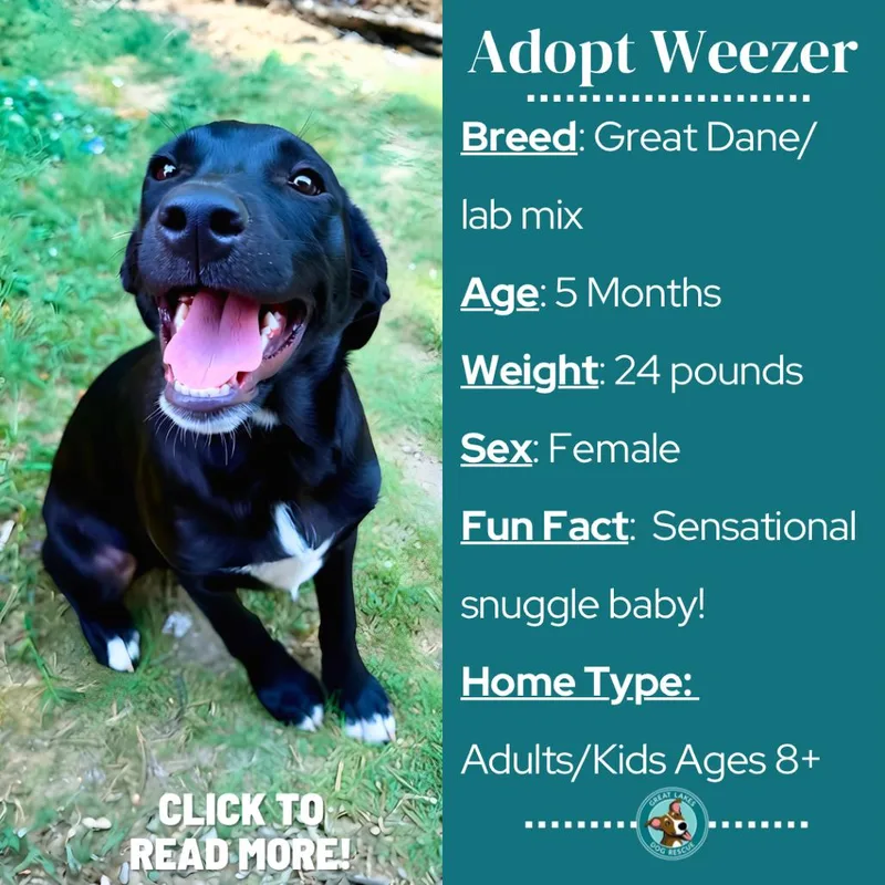 Weezer thumbnail 5