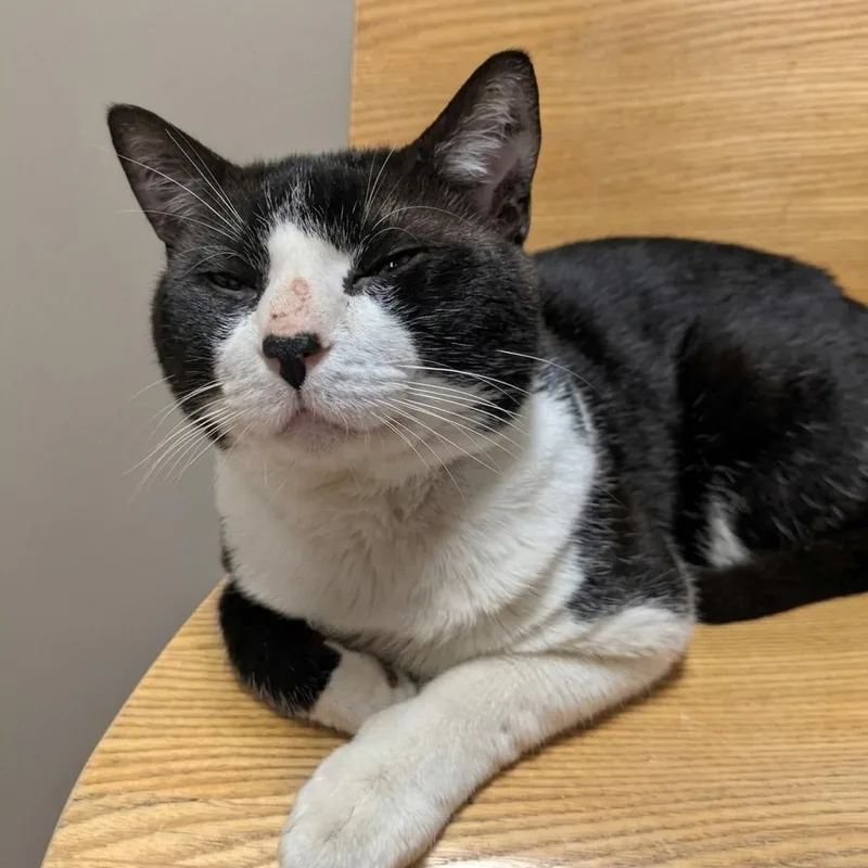 An adult medium-sized male Black & White / Tuxedo Domestic Short Hair cat named Moss for adoption in Montclair, NJ