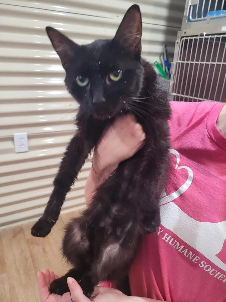 An adult small-sized female Black Domestic Short Hair cat named Swayze for adoption in Linton, IN