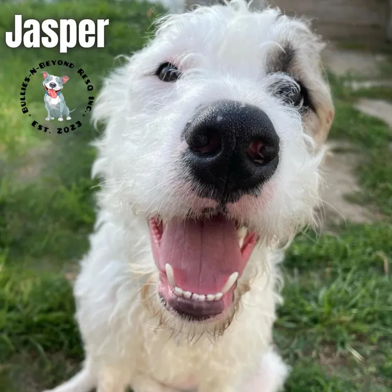 Jasper thumbnail 4