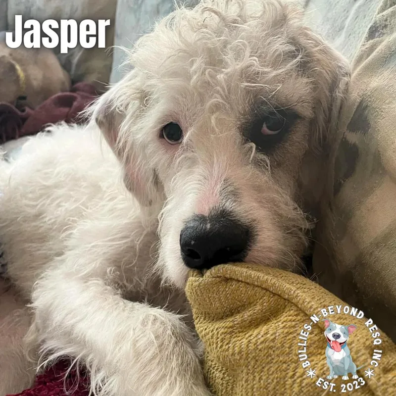 Jasper thumbnail 5