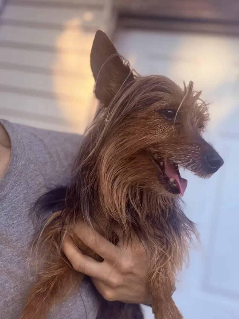 Sir Didymus