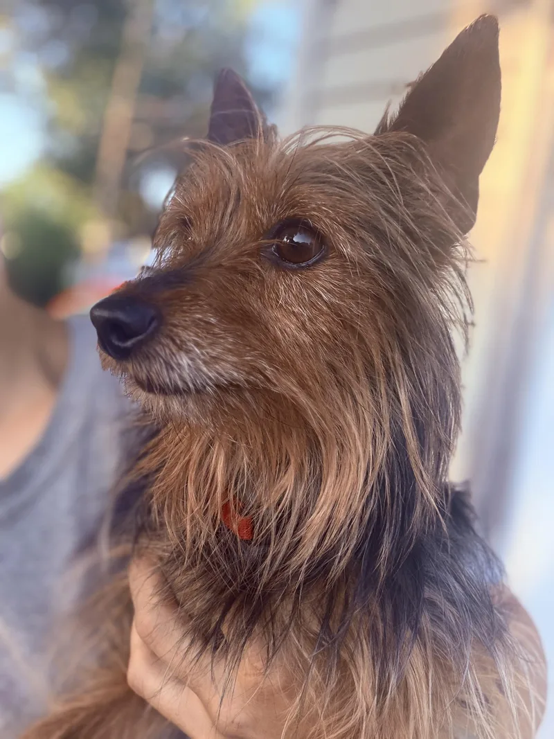 Sir Didymus thumbnail 2