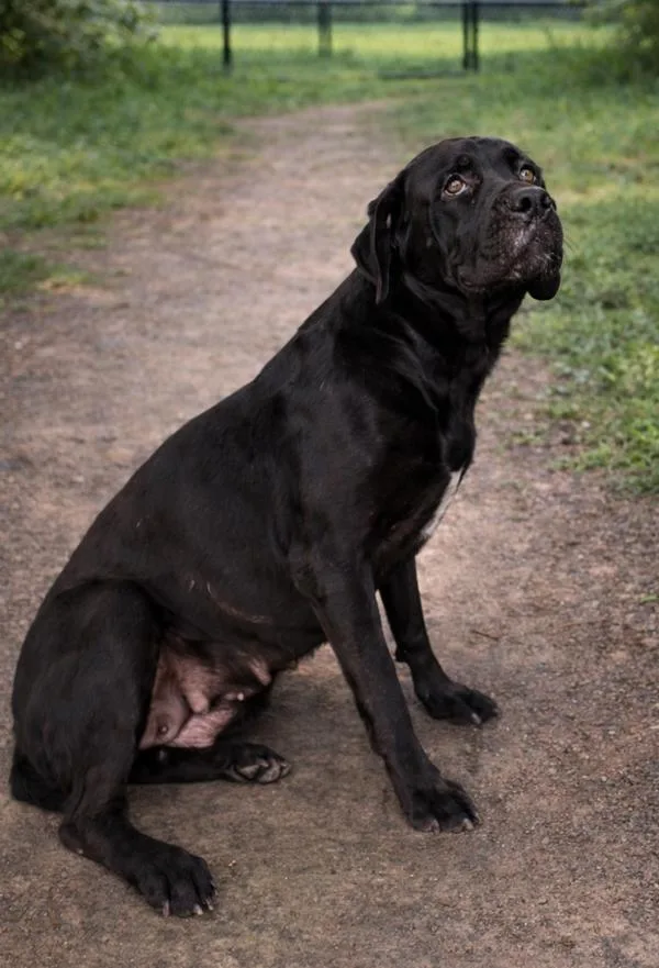 An adult large-sized female Labrador Retriever dog named Black Berry for adoption in Lafayette, LA