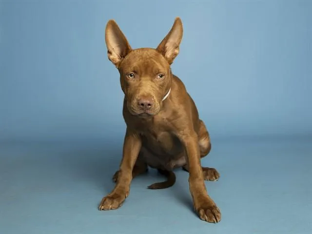 Mateo